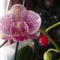 Моя орхидейка :: marmorozov Морозова