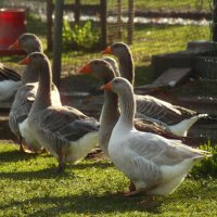 А по утру они проснулись :: Юрий. Шмаков А по утру они проснулись :: Юрий. Шмаков