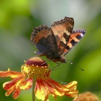 вспоминая лето :: Andrey Bragin 