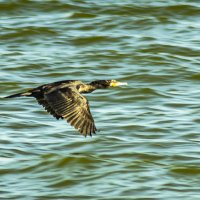 баклан :: petyxov петухов