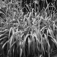 / :: Константин Сафронов