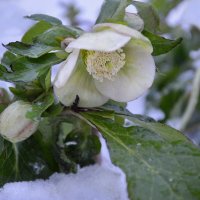 Январь...цветёт морозник... :: Надежда Куркина Январь...цветёт морозник... :: Надежда Куркина