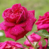 Всех Танюш  и Танечек поздравляю с Праздником! :: Галина Нестратова