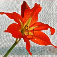 На моём окошке. :: Валентина Нефёдова На моём окошке. :: Валентина Нефёдова