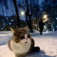 Котейка :: Dar(k) Life Котейка :: Dar(k) Life