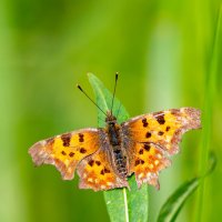 Тепло летних дней :: Владимир Лазарев
