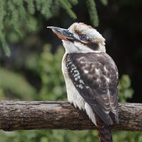 Кукабара :: SanSan 