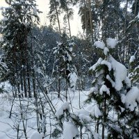 Обаяние зимы :: Любовь Сахарова