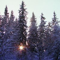 В лесу :: Людмила Смородинская