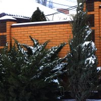 Вечнозелёные :: Юрий Гайворонскiий