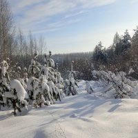 Холодный день января. :: Михаил Колосов 