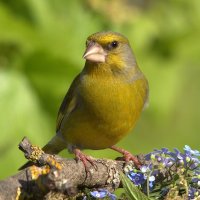 ... :: Вячеслав Минаев