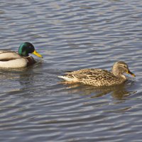сладкая парочка :: Владимир Зырянов