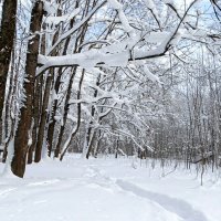 Зимний парк. :: Милешкин Владимир Алексеевич Зимний парк. :: Милешкин Владимир Алексеевич