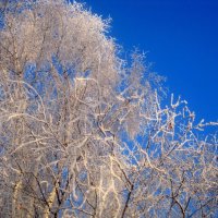 Мороз :: Елена Семигина