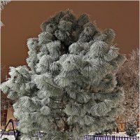 Сосенка. :: Валерия Комова