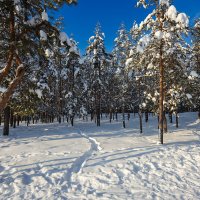 В лесу зимой :: Александр Синдерёв В лесу зимой :: Александр Синдерёв