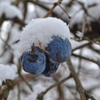 терновник :: Ольга Рывина