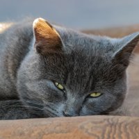 хитрый взгляд :: navalon M