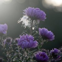 *** :: Алексей Дмитриев