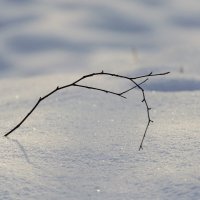 В парке. Мороз. :: Андрей Андрианов В парке. Мороз. :: Андрей Андрианов