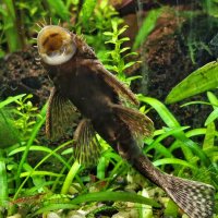 Я тебя съем! :: Мариша 