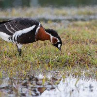 Краснозобая казарка 2 :: Виктор Краснозобая казарка 2 :: Виктор