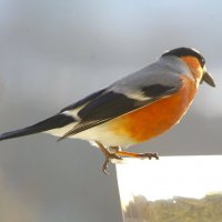 "С носом" :) :: Юрий Куликов