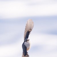 1 :: Сергей Флетчер