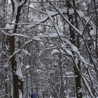 Скандинавские ходуньи :: Freddy 97