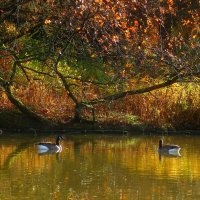 Краски осени :: Юрий. Шмаков