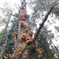 Опята :: Зоя Мишина