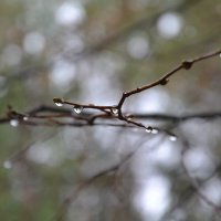 Капли :: Prizrak 777