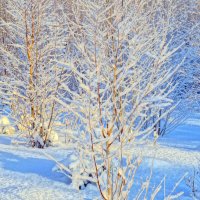 Снежная зима :: Сергей Ц