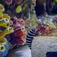 Анталия Аквариум :: Светлана SvetNika17 Анталия Аквариум :: Светлана SvetNika17