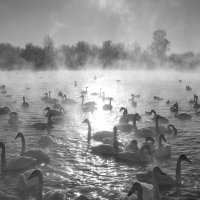 *** :: Николай Чекалин