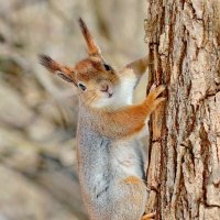 улыбчивая :: Andrey Bragin улыбчивая :: Andrey Bragin