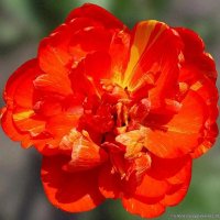 Тюльпан :: Елена Сухорученкова