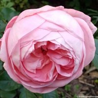 Моя розочка :: Елена Сухорученкова