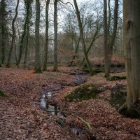 По лесопарку... :: Николай Гирш По лесопарку... :: Николай Гирш