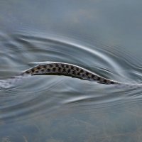 Водяной уж :: Надежда Куркина 