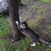 Бездомная кошка точит когти и потягивается... :: Игорь Питерский