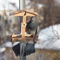 Эх, не могли кормушку побольше сделать... :: Татьяна Бравая Эх, не могли кормушку побольше сделать... :: Татьяна Бравая