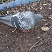 птичка :: Андрей Зореславович Волков птичка :: Андрей Зореславович Волков