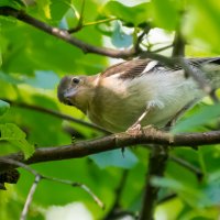 "А чой-то вы здесь делаете?".... :: Владимир Лазарев "А чой-то вы здесь делаете?".... :: Владимир Лазарев