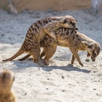 Сурикаты :: SanSan 