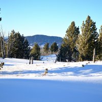 Кедры молодые :: Татьяна Лютаева