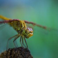 Стрекоза :: Андрей C