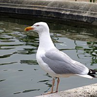 В саду Тюильри. :: Владимир Драгунский