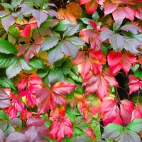 Краски осени :: Лариса С.